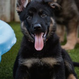 Girl 8 - German Shepherd puppy in Tamiami, Florida from Vom MontHaus