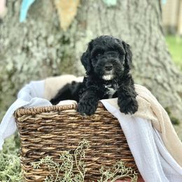 Lilo - Pink Collar - Sheepadoodle puppy in Pataskala And Thornville, Ohio from Four Front Doodles LLC.