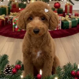 Cola - Poodle