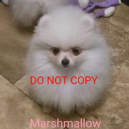 Marshmallow - White female Pomeranian puppy in Downers Grove, Illinois from Forever Pomeranians
