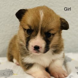 Girl 2 - Pembroke Welsh Corgi puppy in Solano County, California from Early Spring Corgis