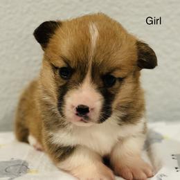 Girl 2 - Pembroke Welsh Corgi puppy in Solano County, California from Early Spring Corgis