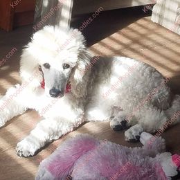 Poodles from Suzie's Poodles