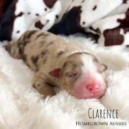 Clarence - Red merle male Australian Shepherd puppy in Yarmouth, Iowa from HomeGrown Aussies