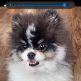Pomeranian Puppies from Janet Clifton