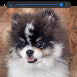 Pomeranian Puppies from Janet Clifton