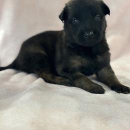 Dutch Shepherd Puppies from Lisa's Dutchies