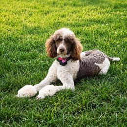 Poodle Puppies from Cassie Enlow