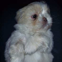 Shih Tzu Puppies from N.F.S.T Imperial ShihTzu Puppies.