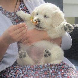 Golden Retriever Puppies from Kansas Prairie Pups