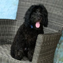 Sheepadoodle Puppies from Riley Grace Puppies