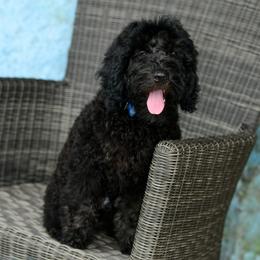 Sheepadoodle Puppies from Riley Grace Puppies