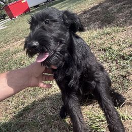 Ellie - Black female Giant Schnauzer puppy in Bois D’arc, Missouri from Down Low Kennels