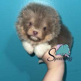 Dopey - Lavender male Pomeranian puppy in Perry County, Ohio from Speechless Pom’s