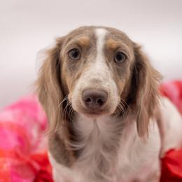 Luna - Dachshund