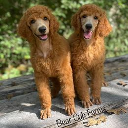 Poodles from Bear Cub Standard Poodles