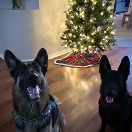 German Shepherd Puppies from Kaleef German Shepherds