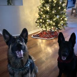German Shepherd Puppies from Kaleef German Shepherds