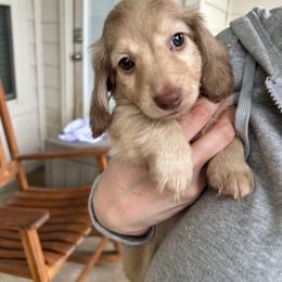 Whiskey - Dachshund