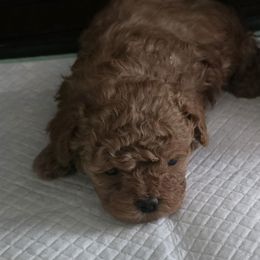 Fila - Red  female Poodle puppy in Grand Saline, Texas from Oldfield Outdoors