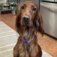 Irish Doodles from Selby Setters and Doodles