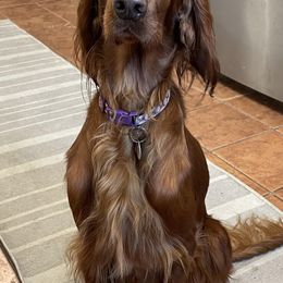 Irish Doodles from Selby Setters and Doodles