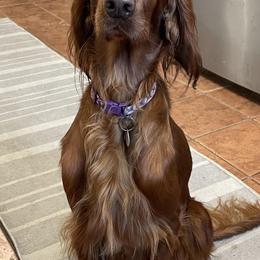 Irish Doodles from Selby Setters and Doodles