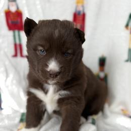 Siberian Husky Puppies from Moonlight Siberian Huskies