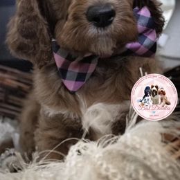 Goldendoodle Puppies from Best Doodles