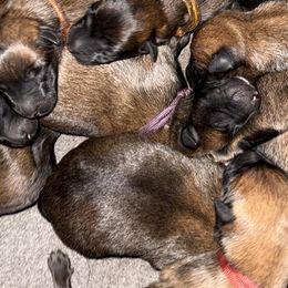 Giraffe - Fawn female Belgian Malinois puppy in Briggs, Texas from Madhouse’s Belgian Malinois and German Shepherds