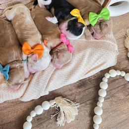 Bernedoodle and Goldendoodle Puppies from Hello Doodle Ranch