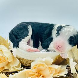 Boy 2 - Black and white male Sheepadoodle puppy in Pataskala And Thornville, Ohio from Four Front Doodles - Pataskala