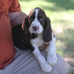 Trigger - Liver and white male English Springer Spaniel puppy in Athens, Texas from It's  A Dog Thing