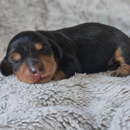 Juniper - Black and tan male Dachshund puppy in Pasco, Washington from Loyal Lil Dachshunds