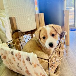 Pembroke Welsh Corgi Puppies from Anthem AZ Corgis