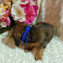 Dachshund Puppies from CLARK'S BREEDING PROGRAM