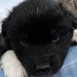 Ash(has tail) - Black tri-color male Australian Shepherd puppy in Butler, Georgia from Aussies at Howling Hill Farm