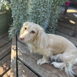 Hazel - Dachshund
