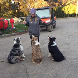 Australian Shepherds from Two Rivers Aussies