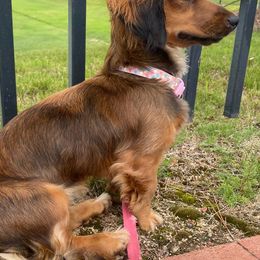 Australian Shepherds and Dachshunds from Hidden Valley Puppies