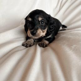 Wael - Black and cream male Dachshund puppy in San Diego, California from Enchantables