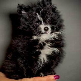 Pepe Le Pew - Black parti male Pomeranian puppy in San Diego, California from BC Breeders Association