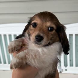 LHMD AKC Gust - Piebald male Dachshund puppy in Summit, South Carolina from Doxies4Paws