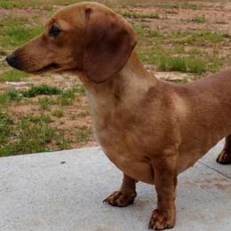 Dachshunds from Coe Z Dachshunds