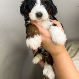 PINK FEMALE - Tri-color female Bernedoodle puppy in Gilbert, Arizona from Azbernedoodlepuppies