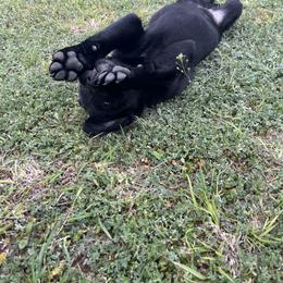 Labrador Retriever Puppies from J and D Retrievers