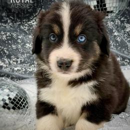 Mica - Black tri-color male Australian Shepherd puppy in Petersburg, Indiana from Royal Aussie’s