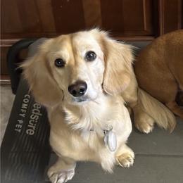 Dachshunds from Reed's Radiant Dogs