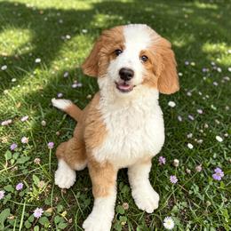 Sophia - Red female Bernedoodle puppy in Tucson, Arizona from Adored Poodle & Doodles