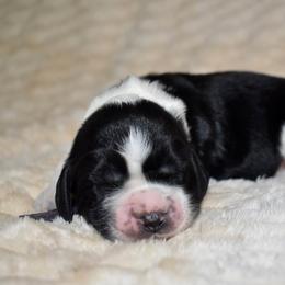 Marley - Black and white female English Springer Spaniel puppy in Chapmansboro, Tennessee from Balthrop Bend Farms